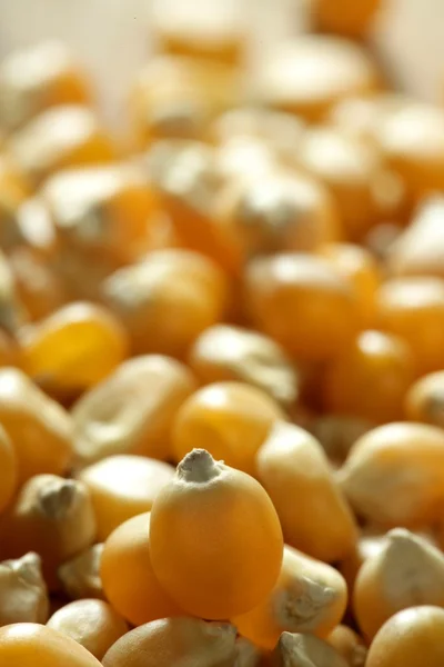 Sementes de milho macro secas na cor laranja — Fotografia de Stock