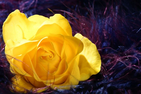 Rosa fiore su morbido piuma viola sfondo — Foto Stock