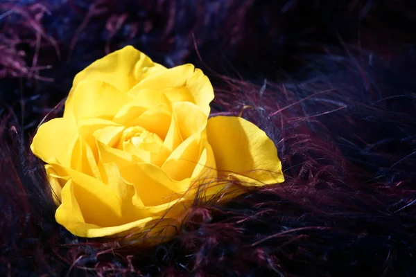 Rosa flor sobre suave pluma púrpura fondo —  Fotos de Stock