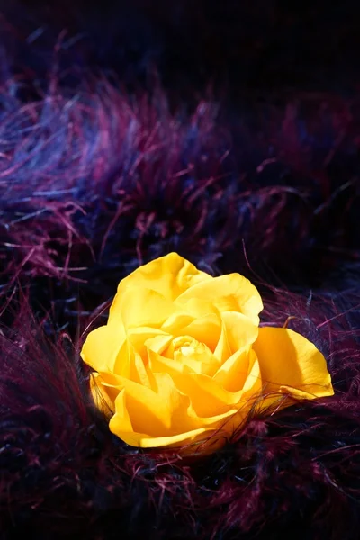 Rózsa virág felett lila puha toll háttér — Stock Fotó