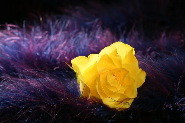 Rosa blomma över mjuk fjäder lila bakgrund — Stockfoto