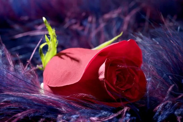 Rosa fiore su morbido piuma viola sfondo — Foto Stock
