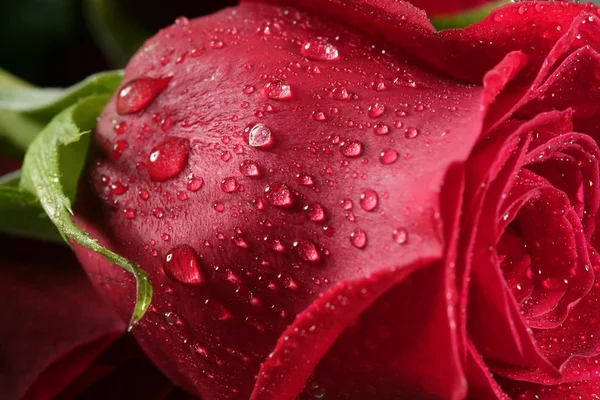 Nasse Nahaufnahme Makro-Rosenblätter, Wassertropfen — Stockfoto