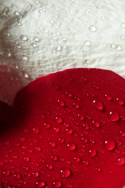 Мокрые крупным планом лепестки роз, капли воды — стоковое фото