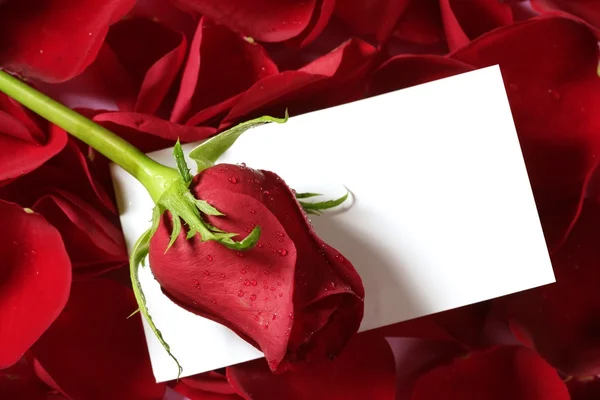 Red rose macro close up with blank note — Stock Photo, Image