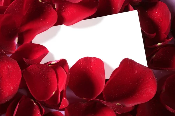 Red rose macro close up with blank note — Stock Photo, Image