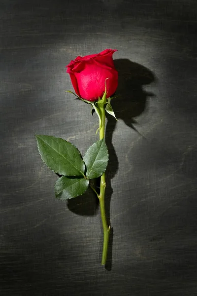 Red rose macro over dark black wood — Stock Photo, Image