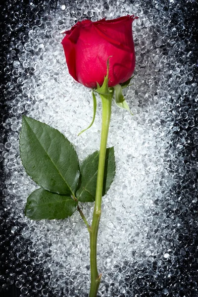 Одна красивая роза над круглой стеклянной текстурой — стоковое фото