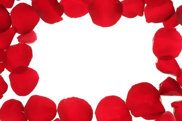 Rood roze bloemblaadjes frame grens, wit copy ruimte — Stockfoto