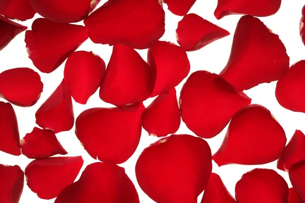 Röda rosenblad textur bakgrund — Stockfoto