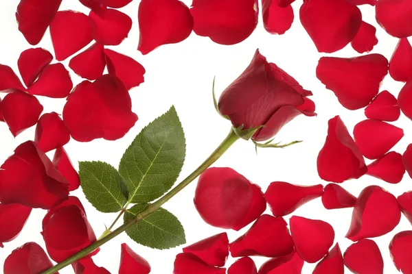 Rosa roja en un marco de borde de pétalos — Foto de Stock