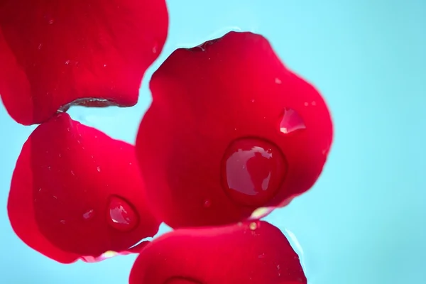 Våt nära rose upp makro kronblad, vattendroppar — Stockfoto