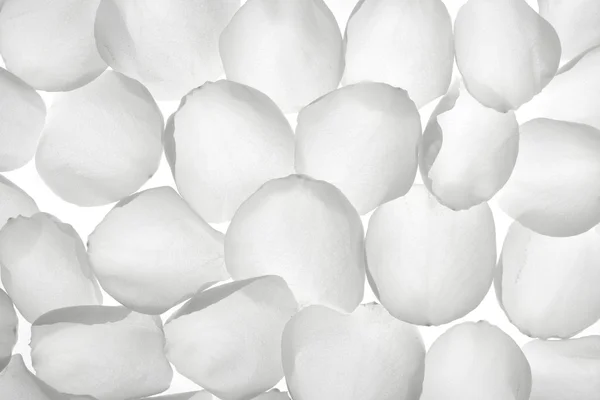 Белые лепестки прозрачной розы, рисунок обоев — стоковое фото