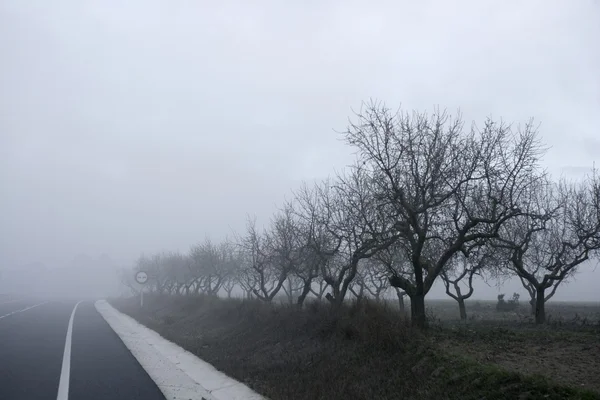 Árvore seca desaparece no nevoeiro de inverno — Fotografia de Stock