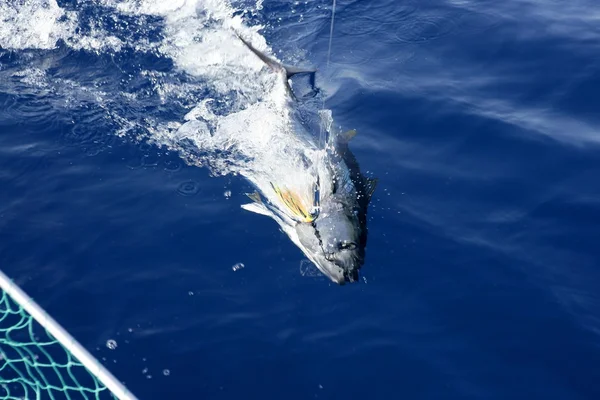 Blue fin тунця Середземномор'я — вилов риби і звільнення — стокове фото