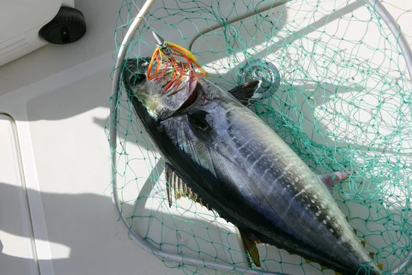 蓝鳍金枪鱼地中海捕鱼业和释放 — 图库照片