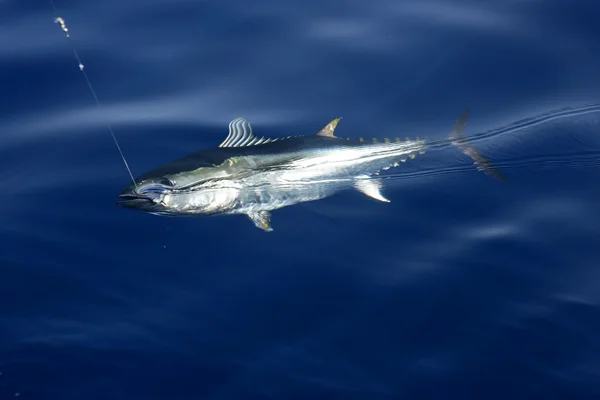 Blue fin středomořského tuňáka a uvolnění — Stock fotografie