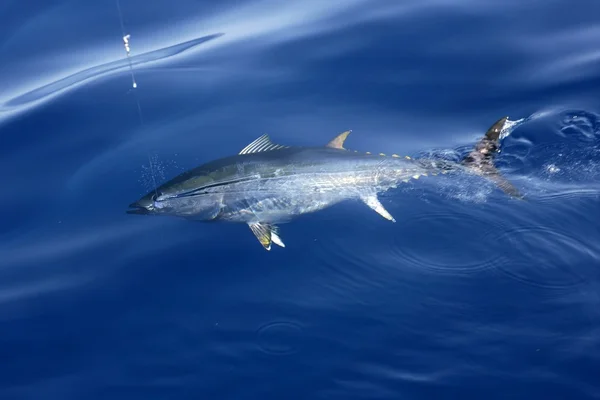 Kékúszójú tonhal Földközi-tengeri halászat és a kiadás — Stock Fotó