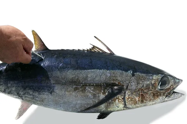 Medelhavet tonfisk mark och släpp — Stockfoto