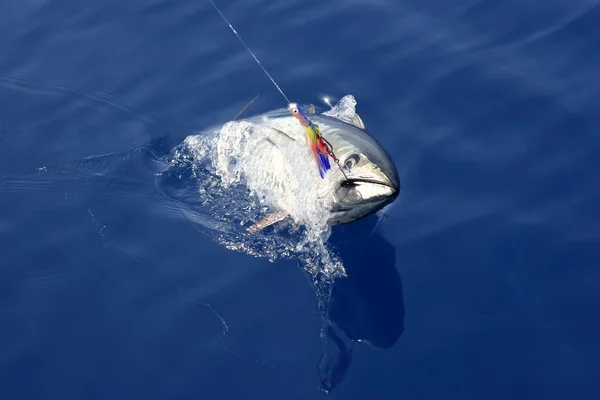 Pesca e libertação do atum rabilho no Mediterrâneo — Fotografia de Stock