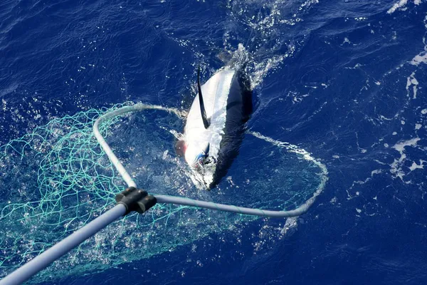Kékúszójú tonhal Földközi-tengeri halászat és a kiadás — Stock Fotó