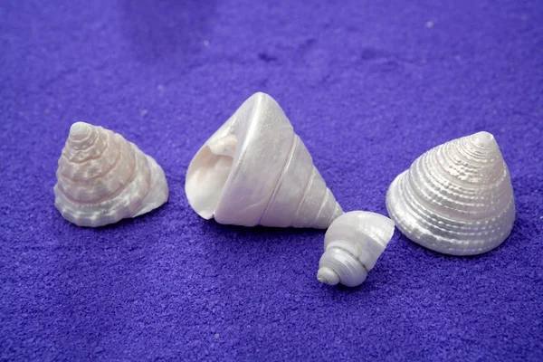 Shell do mar sobre roxo azul textura perolado winkles — Fotografia de Stock