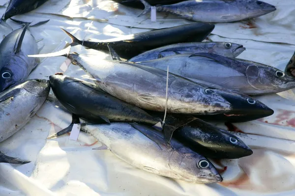 Krvavé tuňáka křídlatého sportovní rybáře úlovek — Stock fotografie