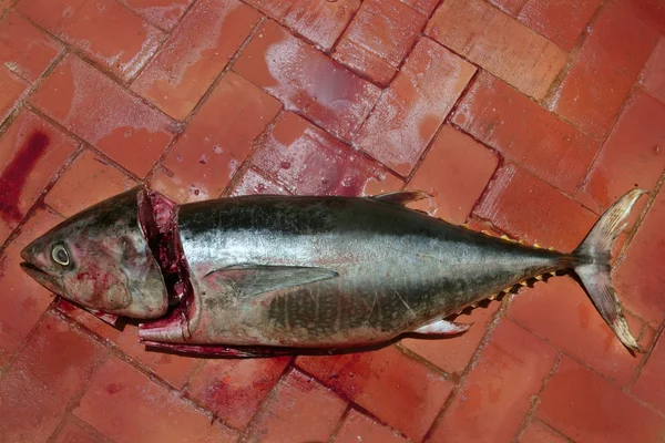 Preparación de atún mediterráneo sangriento —  Fotos de Stock