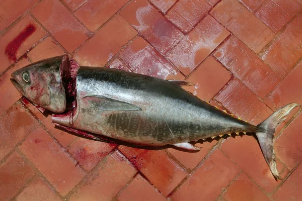 血腥地中海金枪鱼鱼制备 — 图库照片