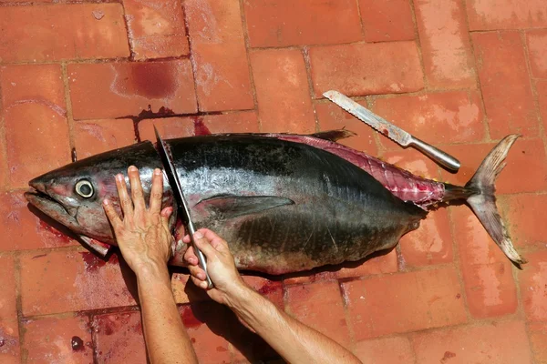 Préparation sanglante de thon méditerranéen — Photo