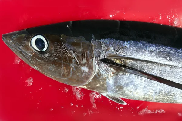 Blodiga Medelhavet tonfisk förberedelse — Stockfoto