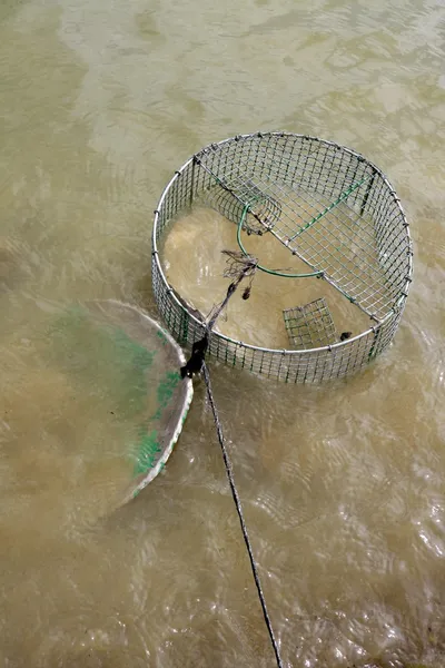 Crab trap wire round net in brown river — Stock Photo, Image