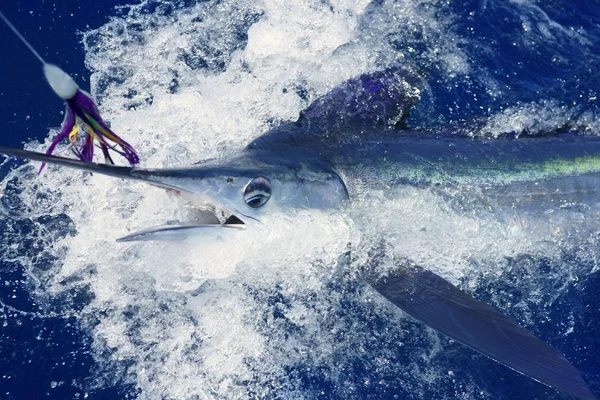 Hermosa marlin blanco real billfish pesca deportiva —  Fotos de Stock
