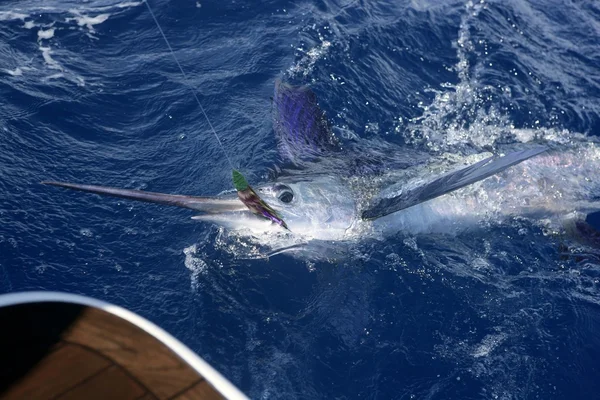 Marlin blanco atlántico pesca deportiva de caza mayor — Foto de Stock