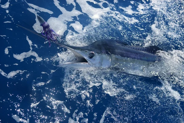 Atlantic vit marlin big game fiske — Stockfoto