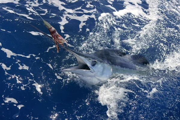 Marlin branco bonito pesca desportiva verdadeiro bilhar — Fotografia de Stock