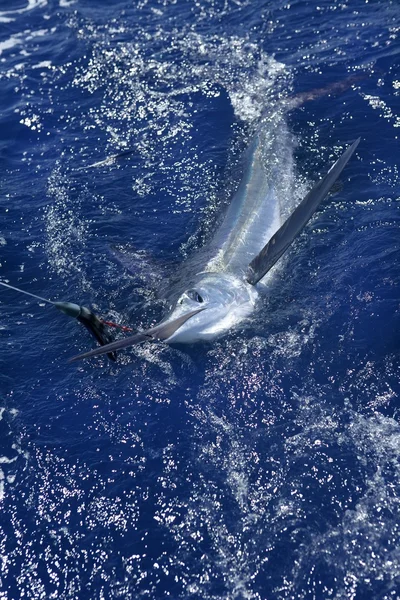 Belle marlin blanc vraie pêche sportive de poissons-mouches — Photo