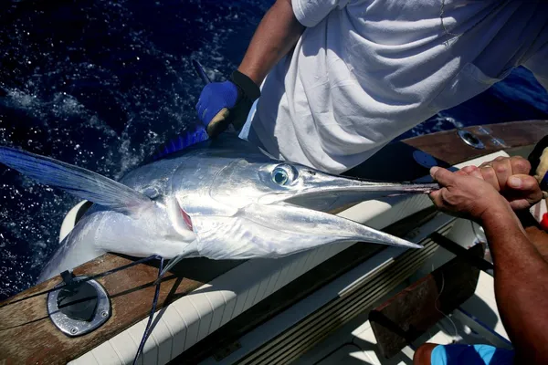 Billfish fehér marlin fogási és engedje el a hajó — Stock Fotó