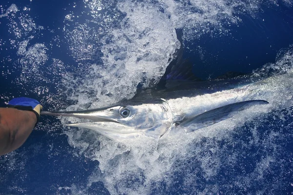 Hermosa marlin blanco real billfish pesca deportiva —  Fotos de Stock