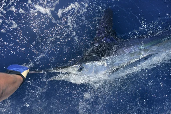 Hermosa marlin blanco real billfish pesca deportiva — Foto de Stock