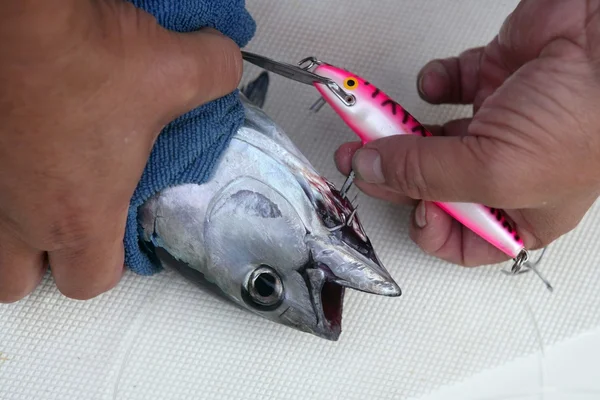 Blå fin tonfisk fånga och släpp — Stockfoto