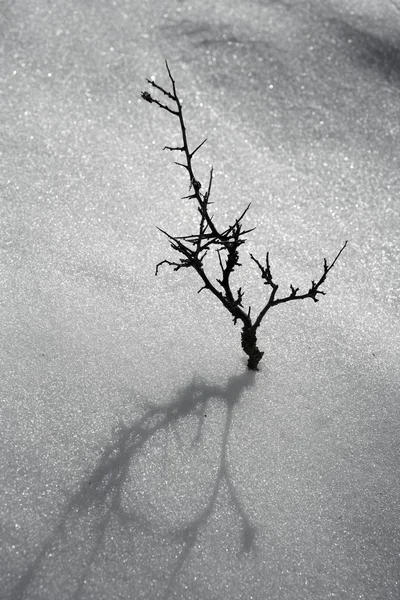 Αποξηραμένα υποκατάστημα μοναχικό δέντρο μεταφορά χιόνι έρημο — Φωτογραφία Αρχείου