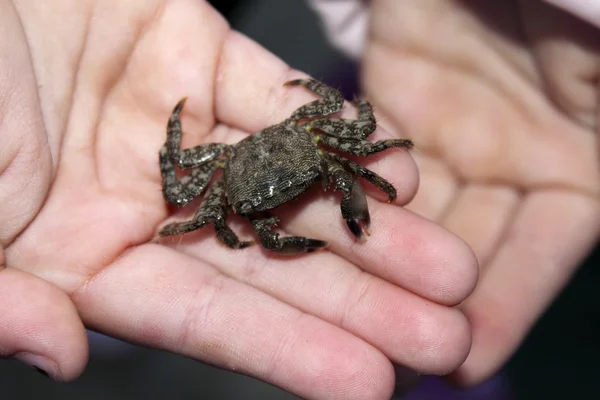 Alive crab on children hands fearful of claws — Stock Photo, Image