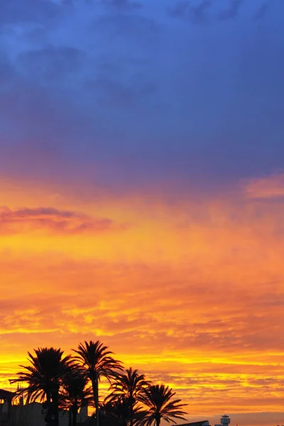 Blaue und orangefarbene rote Sonnenuntergangspalmen — Stockfoto