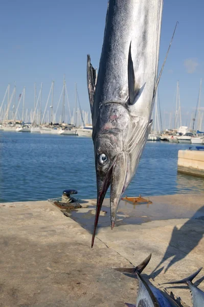 Средиземноморская рыба-копьеносец белоне — стоковое фото