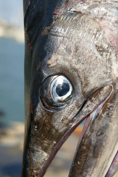 Billfish cabeça de peixe-espada mediterrânico tetrapturus belone — Fotografia de Stock