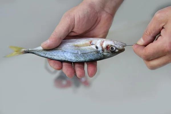 Goggle ogen makreel levend aas vis haak aan te pakken — Stockfoto