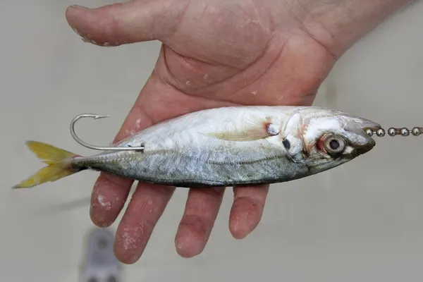 Goggle göz uskumru canlı yem balık kanca mücadele — Stok fotoğraf