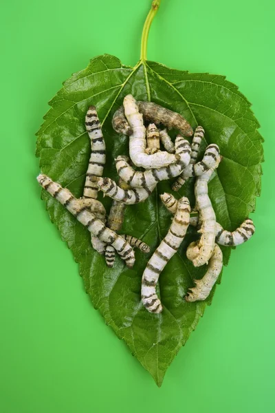 Silkesmaskar äta mulberry leaf närbild — Stockfoto