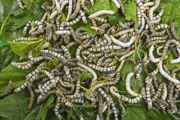 Silkworms eating mulberry leaf closeup — Stock Photo, Image